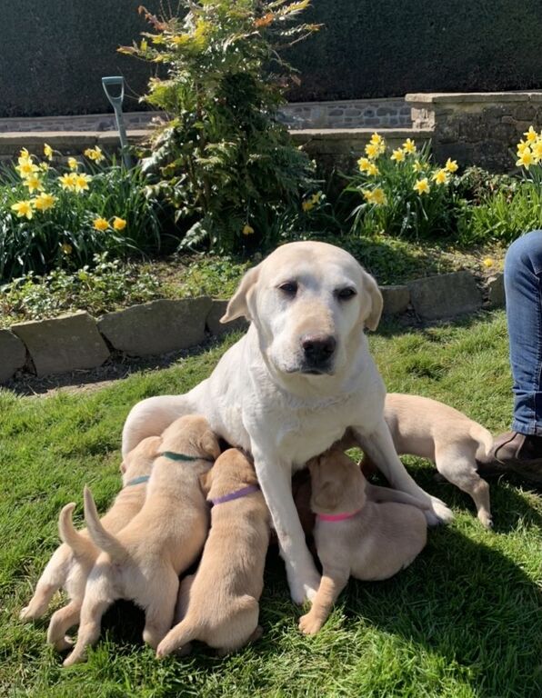 4582431  Cuccioli di labrador retriever