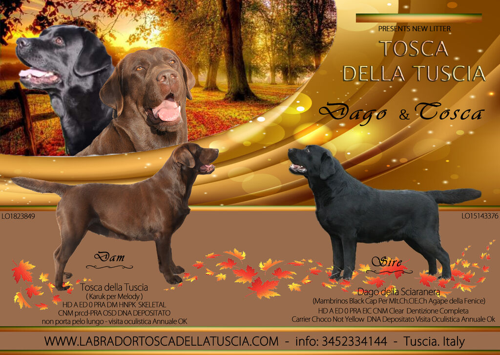 4751732  Labrador Cioccolato e Neri